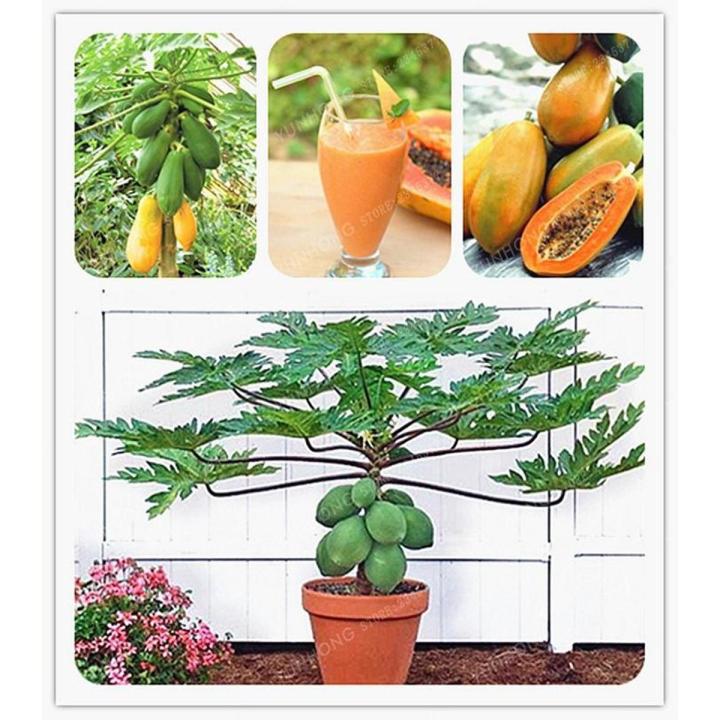 Bonsai Papaya Tree Seeds