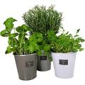 Flower Growing Kit indoor herb garden. 