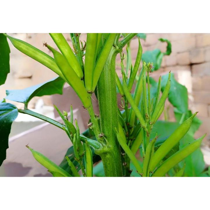 30+ Guwar Beans Sindhi Seeds Pack 100% Germination