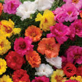 4 Packets - Different Varieties Portulaca Tithonia Red Sunflower Spring Summer Season Flower Seeds. 