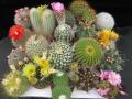 Cactus Seeds Mix Rare Varieties Fresh Easy Germination. 