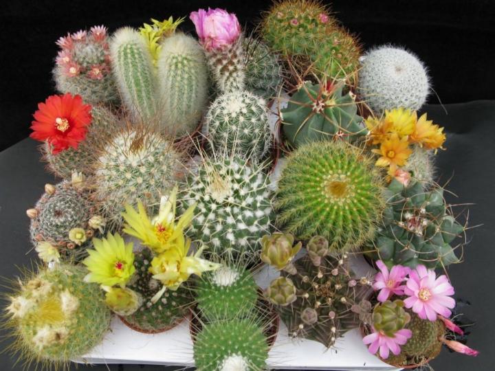 Cactus%20Seeds%20Mix%20Rare%20Varieties%20Fresh%20Easy%20Germination%20-%20Image%207