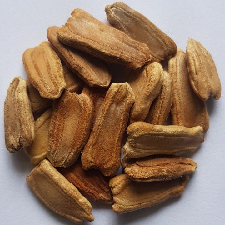 Long Gourd Desi Fast Growing Seeds - Kitchen Gardening Vegetable Seeds