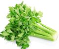Celery Seeds, Kitchen gardening vegetable seeds. 