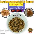 darkling bettle meal worms (organic food for birds). 