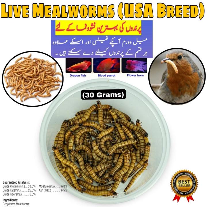 darkling bettle meal worms (organic food for birds)
