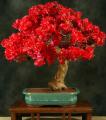Unique Red Bougainvillea Spectabilis Seeds. 