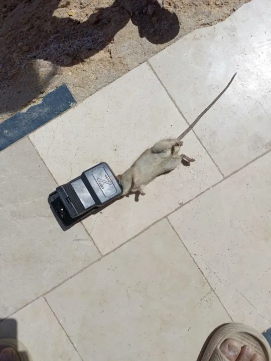 Heavy%20Duty%20Mouse%20Trap%20%7C%20High%20Quality%20Plastic%20&%20Stainless-Steel%20Springs%20%7C%20Reusable%20&%20Convenient%20Mice%20Catcher%20%7C%20Effective%20Rat%20Killer%20for%20Indoor%20and%20Outdoor%20Use%20%7C%20Faster%20Elimination%20-%20Image%205