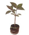 Pseuderanthemum plant. 