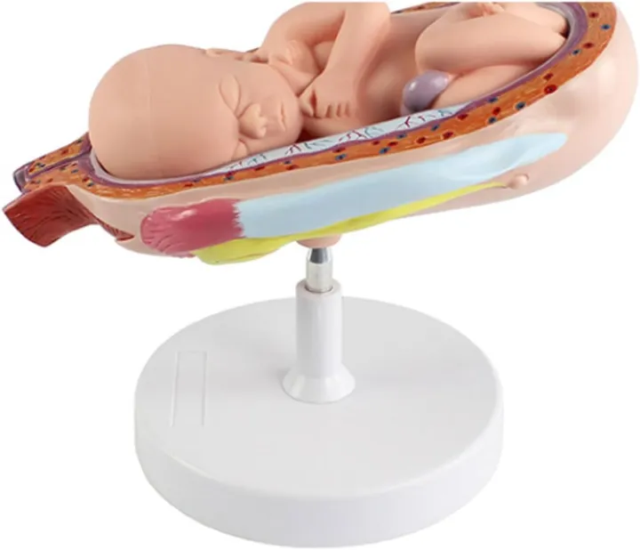 Fetus%20Development%20Model,Models%20Of%20Stages%20Of%20Pregnancy%20And%20Embryonic%20Development%20Pregnancy%20Fetus%20Model%20Teaching%20Equipment%20Set%20Of%208%20Models%20-%20Image%204