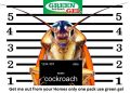 Green Gel Kills Cockroaches & Long time Protection By MCI. 