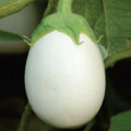 20+ F1 Hybrid White Eggplant, Baingan, Brinjal - Kitchen Gardening Vegetable Seeds. 