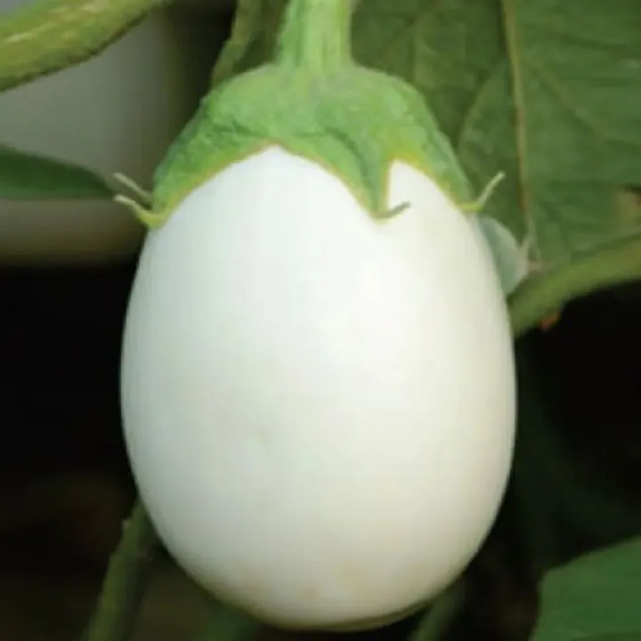 20+%20F1%20Hybrid%20White%20Eggplant,%20Baingan,%20Brinjal%20-%20Kitchen%20Gardening%20Vegetable%20Seeds%20-%20Image%205