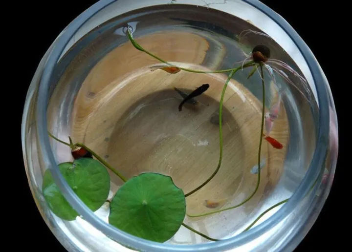 Pack%20of%2010%20Fresh%20Lotus%20Seeds%20-100%25%20Authentic%20Lotus%20Flower%20Seeds%20-%20Excellent%20Germination%20-%20Image%205