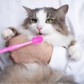 Dog Toothbrush Pet Supplies Cat Silicone Toothbrush Mouth Cleaning Care HAPPYTIME. 