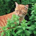Seeds  - Catnip Herb Seeds - Home Kitchen Gardening Flower Seeds. 