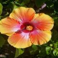 Tropical Hibiscus Flower Plant Seeds. 