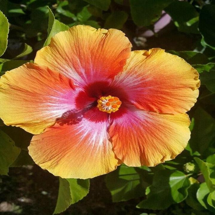 Tropical Hibiscus Flower Plant Seeds