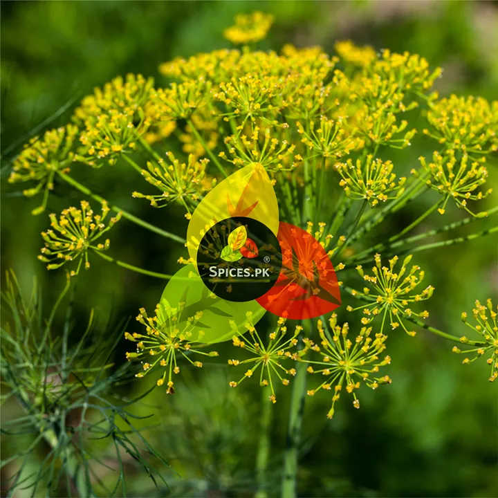 Fennel%20Seeds%20/%20Saunf%20/%20Organic%20Fennel%20Seed%20/%20Sounf%20/%20Sonf%20/%20Pure%20Fennel%20Seeds%20140g%20-%20Image%207