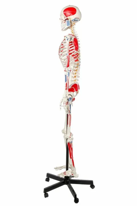 Muscle%20Painted%20and%20Numbered%20Human%20Skeleton%20Anatomy%20Model%20%7C%20Human%20Skeleton%20Model%20180cm%20Tall%20%7C%20Skeleton%20Teaching%20Model%20-%20Image%203