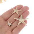 Sea shells size:0.5-3cm 100pcs Mini Starfish Craft Decoration Natural Sea Stars. 