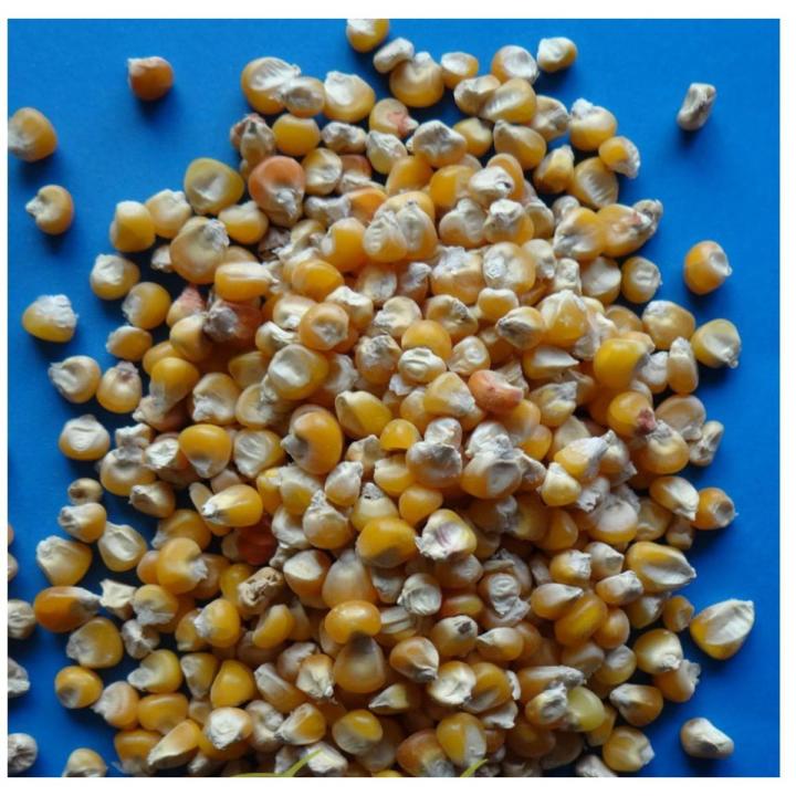 Corn 1-KG / مکی