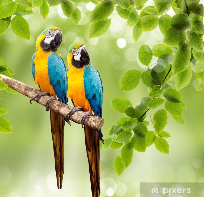 "Premium%20Avian%20Delight:%20Nutrient-Rich%20Mix%20Feed%20for%20Parrots%20-%20Ideal%20for%20African%20Grey,%20Macaw,%20Cockatoo,%20Alexandrine%20Parakeet,%20Ring%20Neck,%20Conure,%20and%20Other%20Large%20Parrots,%20Inspired%20by%20the%20Success%20of%201%20KG%20Mix%20Feed%20for%20All%20Big%20Birds"%20-%20Image%204