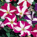 Petunia Nana Compacta Stars Mixed - Home Gardening Flower Seeds. 