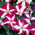 Petunia Nana Compacta Stars Mixed - Home Gardening Flower Seeds. 