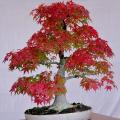 American Red Maple Seeds. 