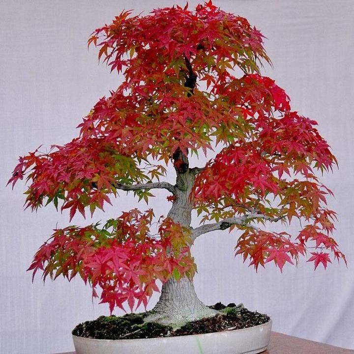American Red Maple Seeds