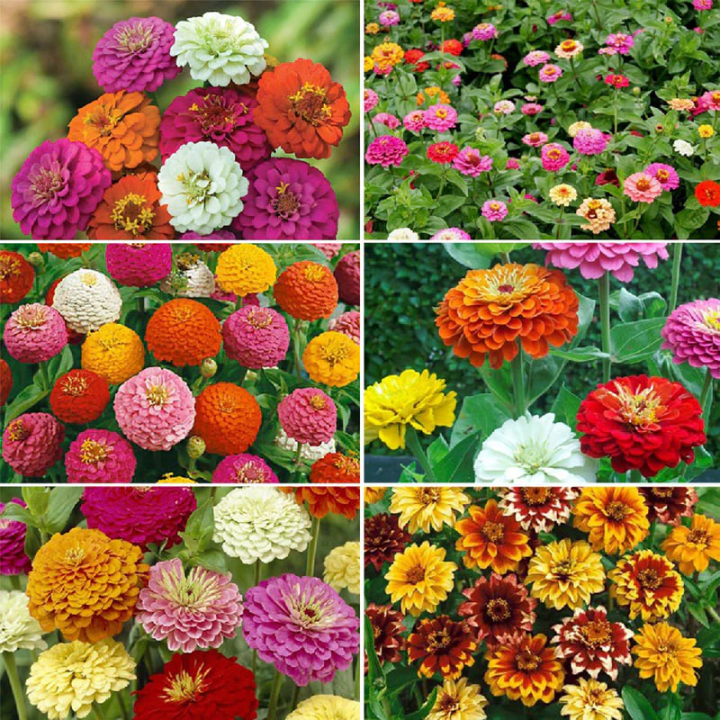 Spring Color Zinnia Zinnia Different Varieties Spring Summer Season Mix Flowers Seeds ...