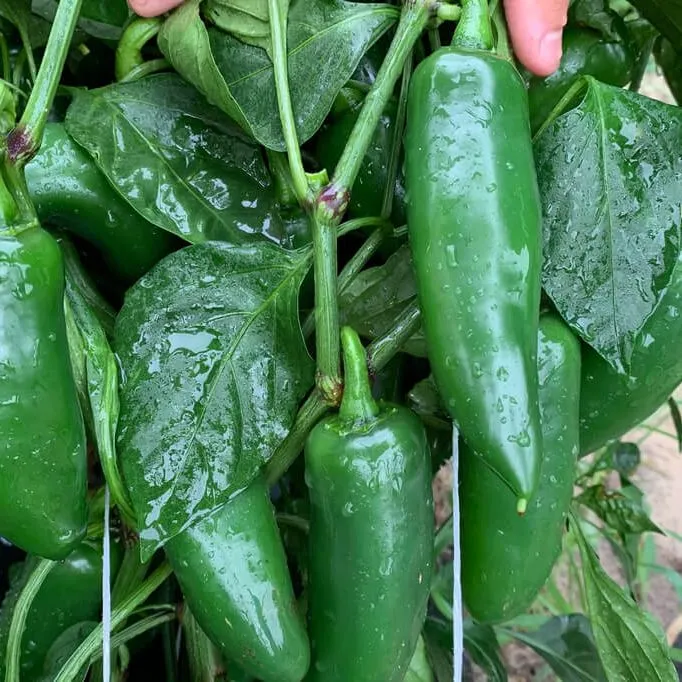 Hybrid%20Jalapeno%20Green%20Chili%20/%20Chilli%20(Sabaz%20Mirch)%20Vegetable%20Seeds%20For%20Kitchen%20Gardening%20-%20Image%205