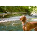 2575 Pet Triple chain coller 2.5m x 75cm Heavy Duty for German Shepherd. 