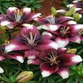 White Push Off Lily Flower Seeds. 
