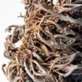Maryam Phool (Flower (ROSE OF JERICHO) Maryam Phool (Flower) (25g). 