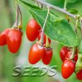 20 Seeds Cranberry(Vaccinium Macrocarpon)Cranberries can be grown in-doors, in a garden. Cranberries have huge health benefits and can be dry stored for extended periods of time. 