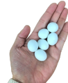 (9 or 18 Pcs) Artificial Plastic Eggs - Dummy eggs of Bird - Bird's Egg Size Plastic Hollow Shell. 