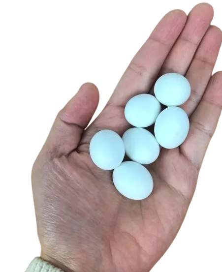 (9%20or%2018%20Pcs)%20Artificial%20Plastic%20Eggs%20-%20Dummy%20eggs%20of%20Bird%20-%20Bird's%20Egg%20Size%20Plastic%20Hollow%20Shell%20-%20Image%202