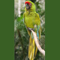 Pet Bird Harness and Leash,Adjustable Parrot Bird Harness Leash - Pet Anti-Bite Training Rope Outdoor Flying Harness and Leash(P). 