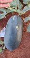 Desi Watermelon / Tarbooz Seeds 15+. 