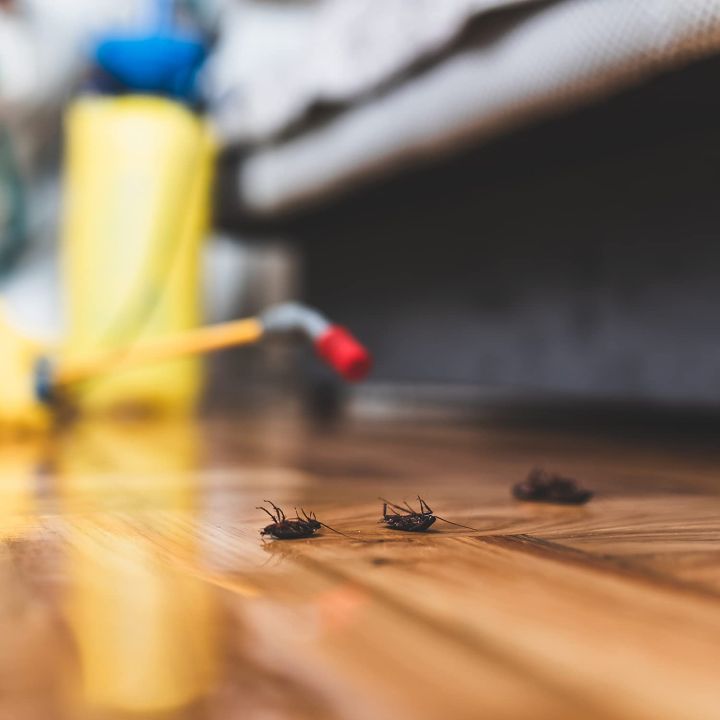 Boric%20Acid%20Granular%20Powder%20-%20150%20gm-%2099.9%25%20Pure%20Granular%20Powder%20-%20Highly%20Effective%20Multipurpose%20Cleaner%20-%20Image%202