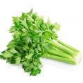 Celery Seeds, Kitchen gardening vegetable seeds. 