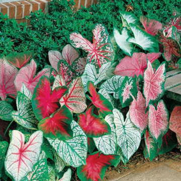 Multicolor Little Treasure Hosta Plant Seeds