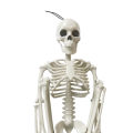 Halloween Skeleton Animated Foldable Plastic Couple Skull Bones Ornaments Party Decoration. 