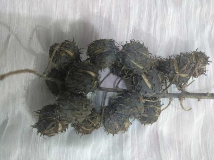 35%20Castor%20oil%20seeds%20100percent%20germinate%20for%20grow%20caster%20plant%20Eranda%20(%20Ricinus%20communis%20)%20castor%20beans%20arand%20tree%20use%20for%20many%20purpose%20-%20Image%2010