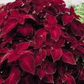 Wizard Velvet Red Coleus Seeds. 