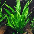 Java Fern Aquarium Plant Seeds. 