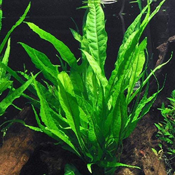 Java Fern Aquarium Plant Seeds Daraz.pk