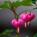 Pink Bleeding Heart Flower Tree Seeds. 